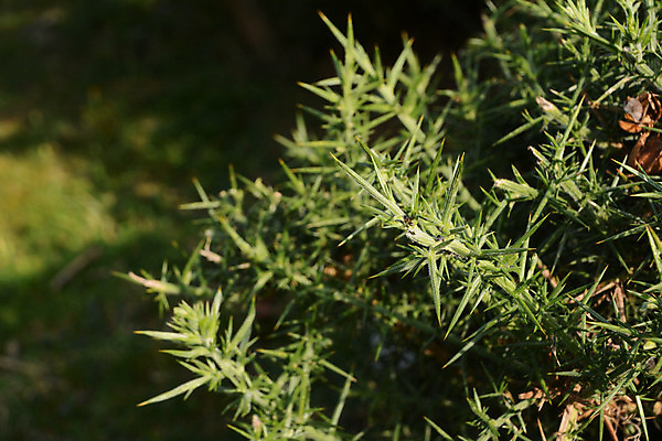 포토 JPG 해외이미지 식물 곤충 잎 자연 사람없음 초록색 가시 관목 척추 묘사 날카로움 개미 스파이크 동물상 해외202004 해외포토 나무 동물 컬러 뼈 조형물 생태계 파일형식 이미지허브