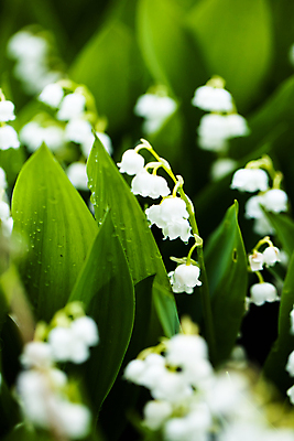 포토 JPG 해외이미지 식물 꽃 백그라운드 잎 꽃무늬 자연 새로움 풍경 사람없음 야외 장식 초록색 빛 햇빛 환경 정원 계곡 봄 활발 들꽃 벚꽃 흰색 신선 개화 숲 백합 5월 향기 내추럴 취급주의 그리너리 해외202004 해외포토 계절 컬러 컨셉 무늬 경고 태양 날짜 생태계 냄새 파일형식 트랜드컬러 이미지허브