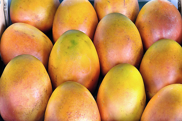 포토 JPG 해외이미지 잡화 채소 과일 태국 동양인 사람없음 빨간색 노란색 상점 성장 시장 달콤 농부 숲 망고 진홍색 말레이시아 싱가폴 발렌시아 아열대 플로리다 해외202004 해외포토 직업 아시아 컬러 인종 미국 맛 열대과일 파일형식 이미지허브