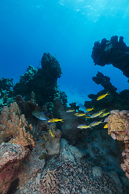 포토 JPG 해외이미지 식물 동물 모래 바다 백그라운드 자연 표면 어류 풍경 사람없음 물 파란색 컬러풀 햇빛 태양 바닷속 수중 광선 산호 아래 다이빙 장면 암초 깊이 소금물 이국적 침몰 파라다이스 해외202004 해외포토 자연요소 컬러 수영 수중동물 자포동물 방향 생태계 위치 수중스포츠 파일형식 이미지허브