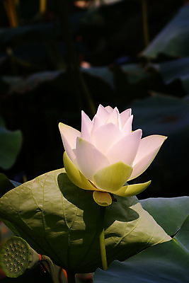 포토 JPG 해외이미지 꽃무늬 장난 사람없음 강 해외202004 해외포토 꽃 무늬 파일형식 이미지허브