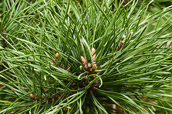 포토 JPG 해외이미지 나무 식물 별 백그라운드 잎 패턴 자연 지팡이 조명 매달리기 사람없음 목재 장식 초록색 여름 태양 정원 봄 가을 흰색 나뭇가지 신선 가시 숲 배열 아로마 부드러움 향 상록수 침엽수 아로마테라피 전나무 고립 삼나무 가문비나무 해외202004 해외포토 자연요소 계절 컬러 무늬 재료 모션 감각 생태계 테라피 파일형식 이미지허브