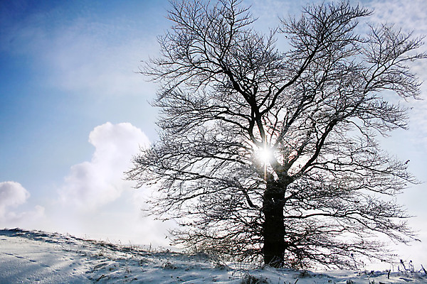 포토 JPG 해외이미지 나무 구름 계절 백그라운드 겨울 자연 하늘 날씨 풍경 사람없음 야외 가로 태양 추위 흰색 고독 오브젝트 서리 장면 1월 우크라이나 해외202004 해외포토 자연요소 식물 감정 유럽 컬러 날짜 생태계 파일형식 이미지허브