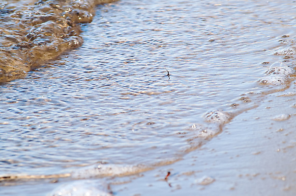 포토 JPG 해외이미지 계절 모래 파도 바다 여행 백그라운드 자연 조류 휴가 휴식 따뜻함 해변 사람없음 야외 물 여름 빛 햇빛 태양 반사 노란색 우주 일출 맑음 침묵 일몰 거품 젖음 흰색 투명 서핑 황금 질감 내추럴 파라다이스 해외202004 해외포토 자연요소 동물 컬러 컨셉 날씨 노을 소리 수상스포츠 생태계 파일형식 이미지허브