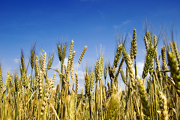 포토 JPG 해외이미지 식물 음식 빵 줄기 백그라운드 잎 밭 농업 자연 하늘 건조 건강 옥수수 씨앗 풍경 사람없음 야외 파란색 농작물 농장 농경지 노란색 환경 식사 수확 시골 황금 농부 낟알 땅 시리얼 밀 굽기 보리 성분 밀짚 내추럴 밭일 숙성 귀리 해외202004 해외포토 직업 산업 컬러 곡류 짚 구이 생태계 파일형식 이미지허브