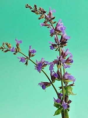 포토 JPG 해외이미지 꽃 건강 사람없음 약 건강관리 조미료 상품 세이지 해외202004 해외포토 식물 의학 관리 향미료 파일형식 이미지허브