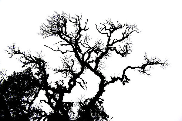 포토 JPG 해외이미지 모양 나무 실루엣 백그라운드 자연 하늘 추상 이끼 사람없음 흰색 그림 내추럴 해외202004 해외포토 식물 컬러 무늬 촬영기법 생태계 파일형식 이미지허브