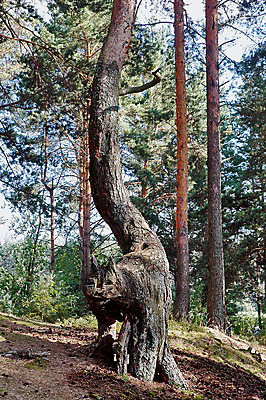 포토 JPG 해외이미지 나무 식물 자연 휴식 사람없음 목재 고양이 전시 나뭇가지 소나무 기적 트로피 스라소니 해외202004 해외포토 컨셉 재료 포유류 반려동물 상_우승 생태계 파일형식 이미지허브