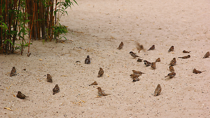 포토 JPG 해외이미지 동물 야생동물 모래 날개 자연 조류 주택 사람없음 야외 갈색 작음 깃털 참새 해외202004 해외포토 컬러 건물 크기 생태계 파일형식 이미지허브