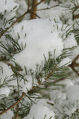포토 JPG 해외이미지 나무 백그라운드 겨울 사람없음 컬러풀 얼음 흰색 해외202004 해외포토 자연요소 식물 계절 컬러 파일형식 이미지허브