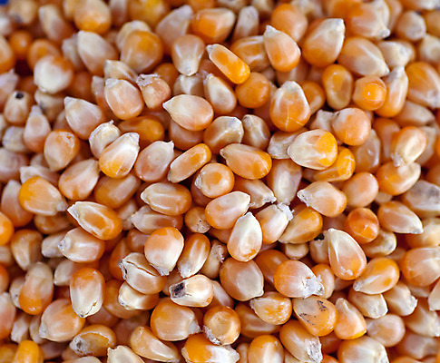 포토 JPG 해외이미지 손 열매 산업 음식 과학 백그라운드 농업 다이어트 재료 건강 실험 옥수수 요리 씨앗 사람없음 빨간색 농작물 갈색 쌓기 간호사 의사 수확 잡기 그룹 실험실 생명공학 낟알 시리얼 먹기 과학자 분석 유기농 생물학 날것 보리 흙더미 채식주의자 해외202004 해외포토 식물 직업 웰빙 교육 컬러 컨셉 의학 모션 곡류 신체부위 흙 의료진 채식 학자 파일형식 더미 이미지허브