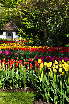 포토 JPG 해외이미지 나무 식물 계절 공원 꽃 꽃무늬 오렌지 전구 자연 풍경 사람없음 장식 빨간색 초록색 빛 컬러풀 노란색 여행객 환경 정원 봄 튤립 벚꽃 흰색 개화 배열 네덜란드 향기 내추럴 밭일 그리너리 해외202004 해외포토 공공시설 유럽 컬러 무늬 과일 사람 생태계 냄새 파일형식 트랜드컬러 이미지허브