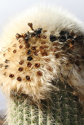 포토 JPG 해외이미지 식물 자연 멕시코 선인장 사람없음 정원 사막 척추 스파이크 이국적 해외202004 해외포토 북아메리카 뼈 생태계 파일형식 이미지허브