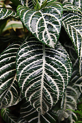 포토 JPG 해외이미지 나무 식물 계절 공원 백그라운드 잎 꽃무늬 패턴 부분 자연 추상 프레임 기술 사람없음 야외 장식 초록색 여름 환경 정원 봄 활발 화려 비교 변화 숲 허브 원예 질감 서식 개성 정맥 효과 해외202004 해외포토 공공시설 꽃 컬러 컨셉 무늬 취미 생태계 혈관 파일형식 이미지허브