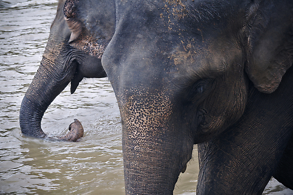 포토 JPG 해외이미지 동물 공원 음료 야생동물 포유류 아프리카 청소년 자연 초식동물 코끼리 서기 사람없음 야외 세로 물 강 일출 일몰 회색 마시기 그룹 황무지 보호 군중 큼 갈증 사파리 에코 귀 멸종 남쪽 내추럴 보츠와나 생태학 힘찬 해외202004 해외포토 자연요소 공공시설 교육 나라 컬러 컨셉 모션 사람 신체부위 노을 환경 크기 방향 생태계 파일형식 이미지허브