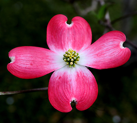 포토 JPG 해외이미지 식물 꽃잎 꽃 분홍색 밭 자연 새로움 사람없음 빨간색 초록색 여름 컬러풀 보라색 봄 개화 닫기 숲 수분 꽃가루 강렬 해외202004 해외포토 계절 컬러 컨셉 농업 모션 가루 생태계 파일형식 이미지허브