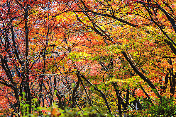포토 JPG 해외이미지 나무 식물 계절 공원 실루엣 도로 여행 백그라운드 무지개 잎 패턴 자연 하늘 지붕 휴식 풍경 사람없음 빨간색 파란색 빛 컬러풀 햇빛 태양 정원 일본 활발 덮개 가을 나뭇가지 신선 보행로 닫기 숲 그늘 오솔길 강렬 해외202004 해외포토 자연요소 공공시설 아시아 길 컬러 컨셉 무늬 교통시설 모션 촬영기법 뚜껑 생태계 파일형식 이미지허브