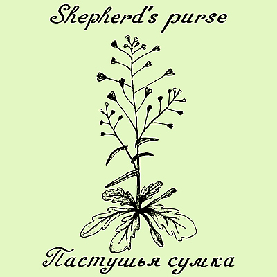 포토 JPG 해외이미지 식물 손 디자인 영어 꽃 음료 백그라운드 잎 꽃무늬 포장 자연 건강 사람없음 그래픽 치료 약 연필 화장품 수확 차 스케치 약국 허브 그림 에코 유기농 윤곽 아로마테라피 테라피 러시아인 레터링 해외202004 해외포토 서양인 문자 웰빙 무늬 농업 의학 학용품 미술 신체부위 필기구 뷰티 환경 생태계 파일형식 이미지허브