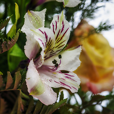 포토 JPG 해외이미지 나무 식물 꽃잎 꽃 분홍색 잎 꽃무늬 자연 사람없음 초록색 여름 장미 정원 보라색 봄 벚꽃 흰색 사과 해외202004 해외포토 계절 컬러 무늬 과일 생태계 파일형식 이미지허브