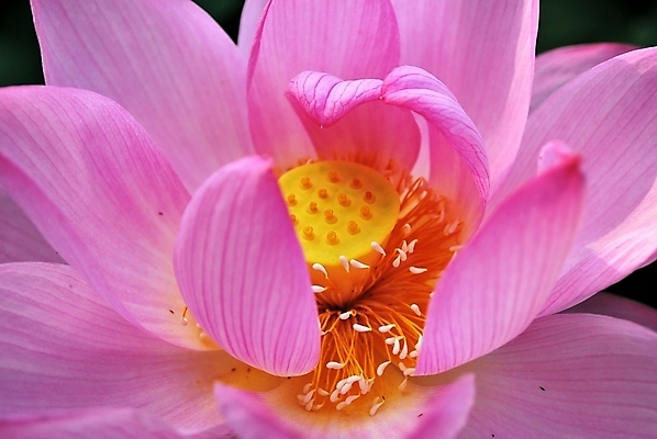 포토 JPG 해외이미지 계절 공원 꽃잎 꽃 종교 문화 선 분홍색 여행 백그라운드 컨셉 잎 불교 추상 연꽃 사람없음 초록색 여름 평화 정원 일본 침묵 고요 기쁨 벚꽃 흰색 연못 사찰 가득함 심볼 순수 명상 해외202004 해외포토 식물 공공시설 감정 아시아 컬러 무늬 종교건축 소리 파일형식 이미지허브