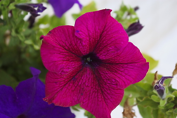 포토 JPG 해외이미지 식물 꽃 잎 꽃무늬 자연 사람없음 야외 장식 여름 정원 봄 성장 벚꽃 싱글 원예 피튜니아 해외202004 해외포토 계절 무늬 취미 생태계 파일형식 이미지허브