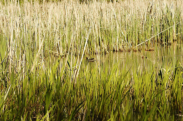포토 JPG 해외이미지 동물 야생동물 자연 조류 사람없음 물 연못 황무지 물새 서식지 민물 숨기 해외202004 해외포토 자연요소 모션 생태계 파일형식 이미지허브