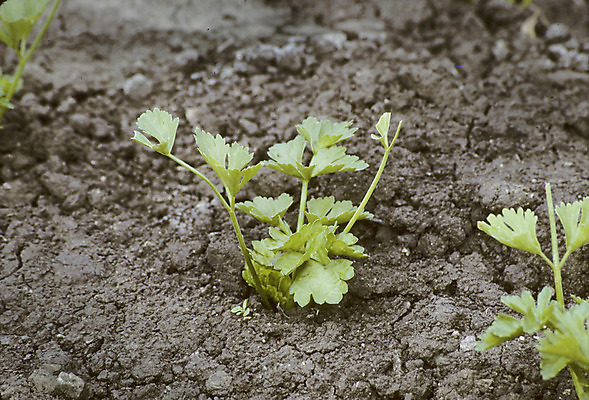 포토 JPG 해외이미지 식물 음식 밭 농업 채소 사람없음 농작물 농장 성장 먼지 땅바닥 밭일 해외202004 해외포토 산업 바닥 파일형식 이미지허브