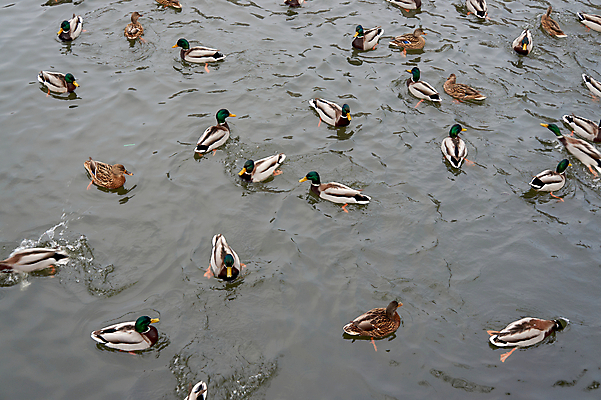 포토 JPG 해외이미지 동물 여자 남자 유럽 호수 야생동물 자연 조류 오리 사람없음 물 수영 연못 깃털 부리 청둥오리 폴란드 해외202004 해외포토 자연요소 나라 사람 수상스포츠 생태계 파일형식 이미지허브