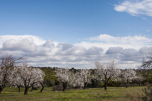 포토 JPG 해외이미지 나무 구름 계절 꽃 유럽 분홍색 겨울 밭 농업 과일 자연 풍경 사람없음 초록색 파란색 농장 계곡 벚꽃 흰색 나뭇가지 개화 달콤 지중해 포르투갈 지역 아몬드 2월 해외202004 해외포토 자연요소 식물 나라 산업 바다 컬러 견과류 날짜 맛 생태계 파일형식 이미지허브