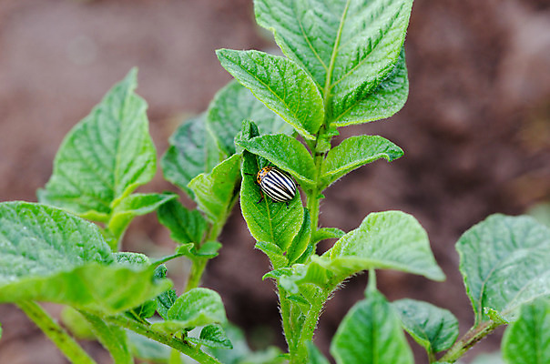 포토 JPG 해외이미지 식물 동물 1 계절 문화 곤충 잎 농업 채소 자연 감자 안테나 사람없음 야외 초록색 여름 햇빛 농장 환경 정원 줄무늬 손상 수확 시골 닫기 해충 벌레 보호 위험 먹기 딱정벌레 묘사 유기농 원예 내추럴 기생충 채소밭 돌봄 콜로라도 해외202004 해외포토 웰빙 산업 컬러 컨셉 무늬 밭 통신 모션 취미 태양 미국 바이러스 생태계 파일형식 이미지허브