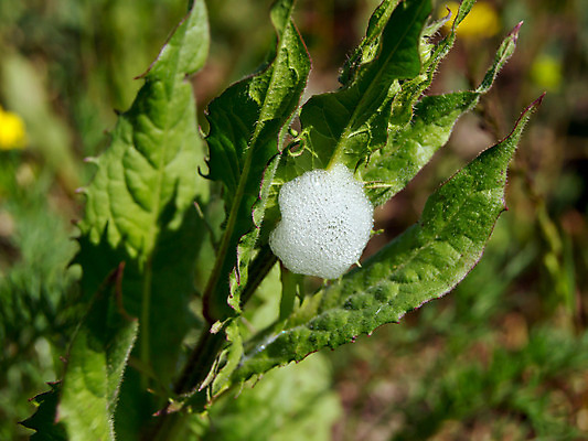 포토 JPG 해외이미지 식물 계절 곤충 잎 자연 사람없음 야외 초록색 거품 다양 성장 신선 닫기 생물학 덮기 애벌레 해외202004 해외포토 동물 교육 컬러 다수 모션 벌레 생태계 파일형식 이미지허브