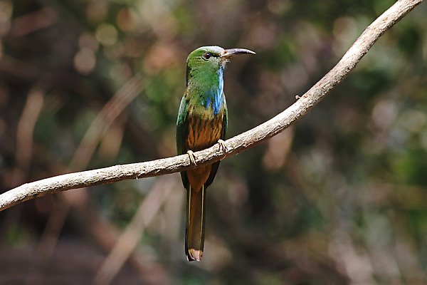 포토 JPG 해외이미지 나무 동물 여자 남자 아시아 얼굴 야생동물 백그라운드 날개 자연 조류 수염 사람없음 야외 목재 가로 초록색 파란색 컬러풀 머리 환경 나뭇가지 막대기 닫기 숲 깃털 꼬리 부리 서식지 생태학 이국적 해외202004 해외포토 식물 교육 나라 컬러 재료 모션 사람 신체부위 생태계 파일형식 이미지허브