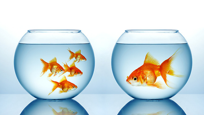 포토 JPG 해외이미지 동물 바다 컨셉 2 모션 유리 어류 사람없음 물 파란색 반려동물 달리기 수중 수영 자유 도전 흰색 투명 액체 그룹 사발 황금 떨어짐 어항 탈출 금붕어 탱크 수족관 무료 스플래쉬 해외202004 해외포토 자연요소 컬러 재질 수중동물 수상스포츠 사기그릇 파일형식 이미지허브