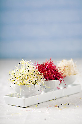 포토 JPG 해외이미지 음식 재료 건강 씨앗 사람없음 빨간색 새싹 신선 부추 모종 비트 해외202004 해외포토 식물 컬러 채소 파일형식 이미지허브