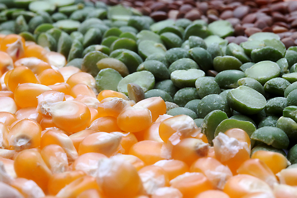 포토 JPG 해외이미지 식물 선 음식 조각 백그라운드 패턴 농업 다이어트 채소 재료 추상 콩 건조 건강 종류 옥수수 씨앗 사람없음 수확 신선 그룹 변화 맥박 혼합 낟알 수집 먹기 순수 유기농 질감 완두콩 날것 모음 내추럴 축적 단백질 병아리콩 생식 섞기 채식주의자 많음 해외202004 해외포토 웰빙 산업 컨셉 무늬 의학 모션 곡류 한글 채식 영양소 파일형식 이미지허브