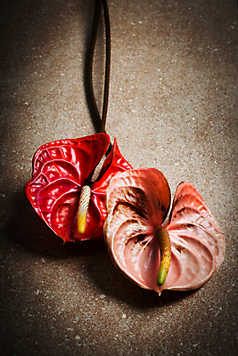 포토 JPG 해외이미지 식물 커플 꽃잎 꽃 줄기 분홍색 백그라운드 2 오렌지 자연 발렌타인데이 그림자 사람없음 빨간색 세로 갈색 노란색 침묵 봄 벚꽃 흰색 신선 쌍 그늘 심볼 오브젝트 대리석 해외202004 해외포토 계절 컬러 과일 재료 관계 데이이벤트 소리 생태계 파일형식 이미지허브