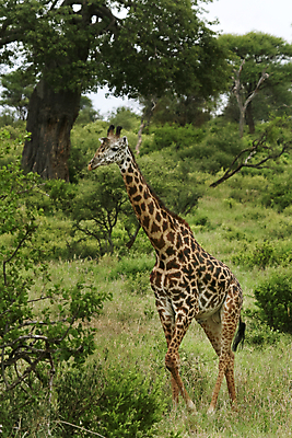 포토 JPG 해외이미지 동물 야생동물 아프리카 자연 따뜻함 국립공원 사람없음 뜨거움 기린 사파리 케냐 세렝게티 탄자니아 해외202004 해외포토 공원 나라 포유류 생태계 파일형식 이미지허브