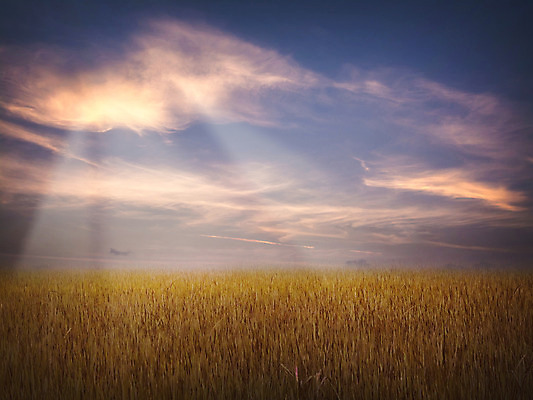 포토 JPG 해외이미지 식물 구름 계절 백그라운드 밭 농업 자연 하늘 풍경 잔디 사람없음 야외 초록색 여름 햇빛 농장 일출 환경 일몰 봄 새벽 활발 성장 시골 신선 황금 땅 평야 해외202004 해외포토 자연요소 산업 컬러 컨셉 태양 노을 생태계 파일형식 이미지허브