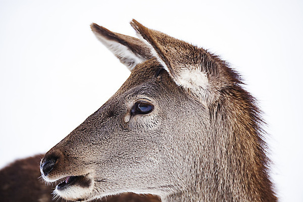 포토 JPG 해외이미지 나무 동물 계절 여자 남자 유럽 야생동물 백그라운드 겨울 밭 포유류 자연 털 사람없음 야외 목재 초록색 갈색 머리 환경 달러 냉동 얼음 추위 흰색 숲 꼬리 사냥 서리 서식지 동물상 아기사슴 암사슴 폭설 눈내림 해외202004 해외포토 자연요소 식물 나라 새끼 컬러 돈 농업 재료 사슴 눈_날씨 사람 신체부위 조형물 암컷 자연재해 생태계 파일형식 이미지허브