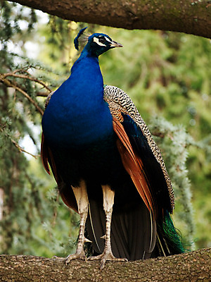포토 JPG 해외이미지 나무 동물 남자 야생동물 자연 조류 서기 사람없음 파란색 컬러풀 공작 깃털 꼬리 부리 해외202004 해외포토 식물 컬러 모션 사람 생태계 파일형식 이미지허브