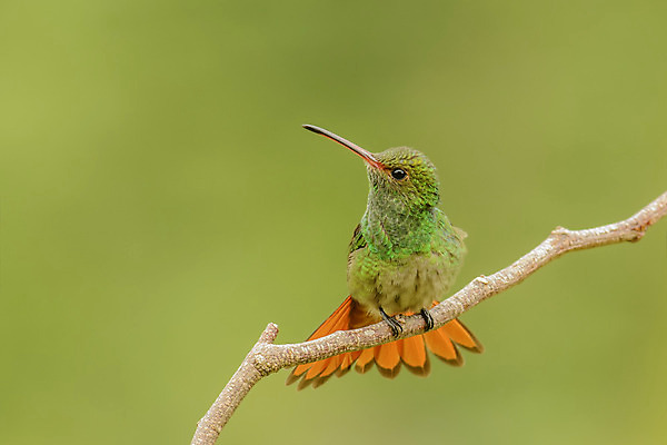 포토 JPG 해외이미지 동물 남자 자연 조류 생물 사람없음 야외 초록색 컬러풀 환경 나뭇가지 중앙아메리카 작음 꼬리 벌새 코스타리카 해외202004 해외포토 나무 컬러 아메리카 사람 크기 생태계 파일형식 이미지허브