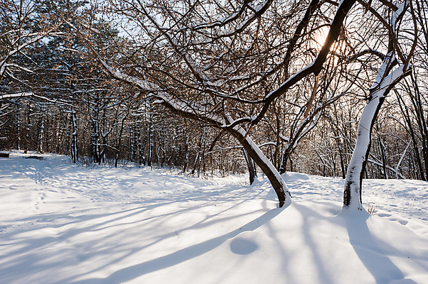 포토 JPG 해외이미지 나무 계절 공원 도로 길 백그라운드 크리스마스 겨울 자연 벽지 하늘 날씨 휴가 새해 풍경 사람없음 야외 파란색 빛 정원 냉동 얼음 추위 덮개 흰색 나뭇가지 숲 서리 장면 내추럴 폭설 눈내림 해외202004 해외포토 자연요소 식물 공공시설 기념일 컬러 교통시설 눈_날씨 뚜껑 자연재해 생태계 파일형식 이미지허브