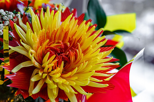 포토 JPG 해외이미지 식물 꽃잎 꽃 백그라운드 잎 자연 국화 사람없음 장식 초록색 빛 정원 흰색 가시 묘사 원예 파열 내추럴 숙성 해외202004 해외포토 컬러 취미 생태계 파일형식 이미지허브