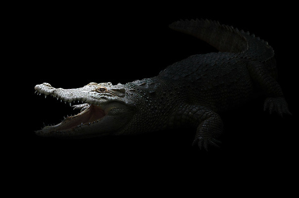 포토 JPG 해외이미지 동물 야생동물 백그라운드 파충류 자연 동물원 그림자 사람없음 빛 머리 검은색 어둠 흰색 오픈 입 거친 야간 저녁 위험 큼 사파리 피부 육식동물 악어 고립 힘찬 해외202004 해외포토 자연요소 컬러 컨셉 신체부위 크기 생태계 파일형식 이미지허브