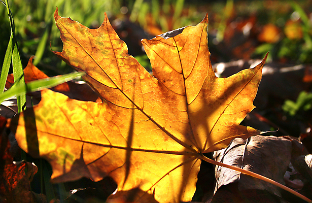 포토 JPG 해외이미지 나무 식물 계절 백그라운드 잎 자연 사람없음 가로 초록색 햇빛 갈색 노란색 환경 젖음 가을 황금 9월 10월 해외202004 해외포토 컬러 태양 날짜 생태계 파일형식 이미지허브