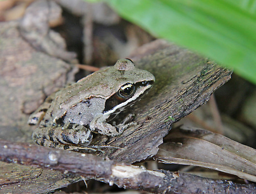 포토 JPG 해외이미지 야생동물 자연 개구리 양서류 사람없음 나뭇가지 막대기 떠남 해외202004 해외포토 나무 동물 모션 생태계 파일형식 이미지허브