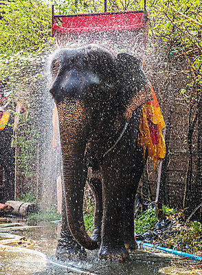 포토 JPG 해외이미지 동물 아시아 야생동물 여행 포유류 태국 자연 코끼리 동양인 사람없음 야외 물 강 농장 여행객 씻기 내추럴 해외202004 해외포토 자연요소 나라 농업 사람 인종 청결 생태계 파일형식 이미지허브