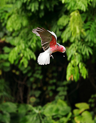 포토 JPG 해외이미지 동물 야생동물 백그라운드 날개 자연 조류 사람없음 빨간색 초록색 반려동물 컬러풀 꼬리 부리 앵무새 슛 내추럴 동물상 이국적 해외202004 해외포토 컬러 조형물 생태계 파일형식 이미지허브