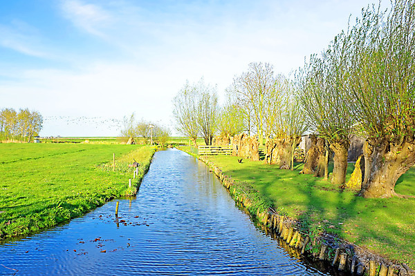 포토 JPG 해외이미지 나무 계절 밭 자연 사람없음 야외 물 봄 시골 네덜란드 운하 해외202004 해외포토 자연요소 식물 유럽 농업 생태계 파일형식 이미지허브