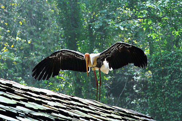 포토 JPG 해외이미지 동물 야생동물 날개 자연 조류 동물원 사람없음 내추럴 해외202004 해외포토 생태계 파일형식 이미지허브